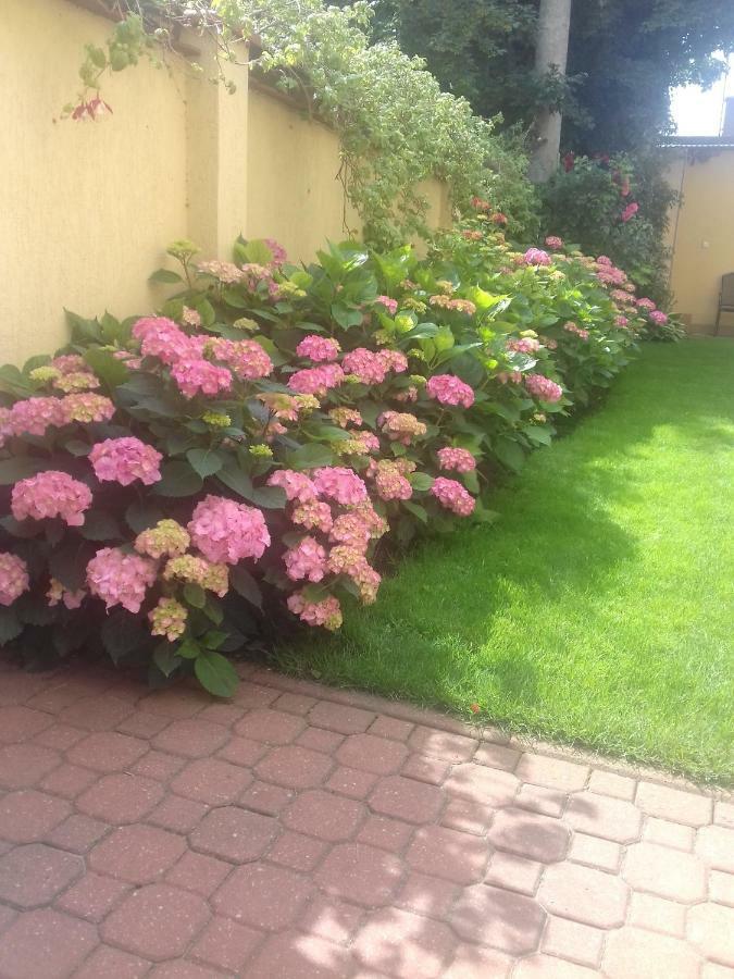 Dzika Plaza Homestay *