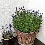 Apartament Zacisze
