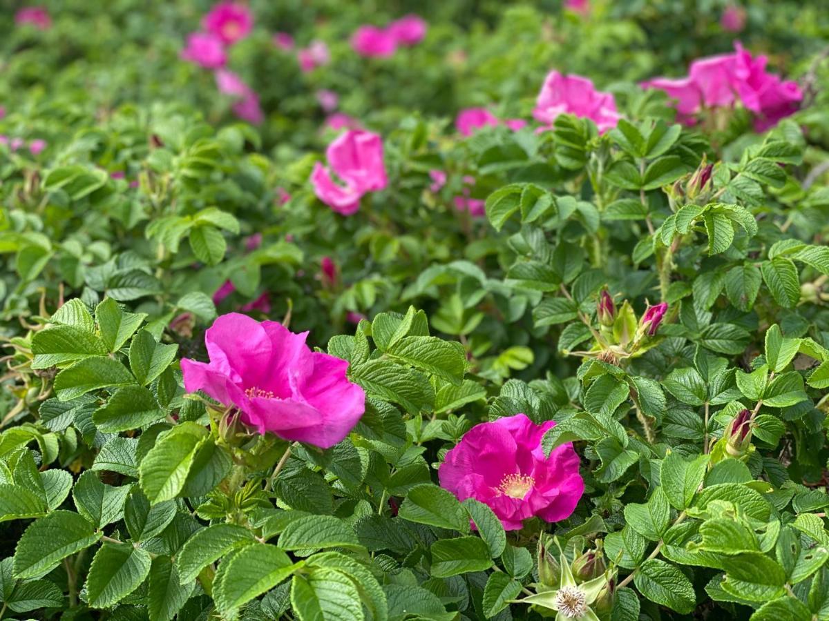 Lejlighed Fiori - Wyspa Sobieszewska