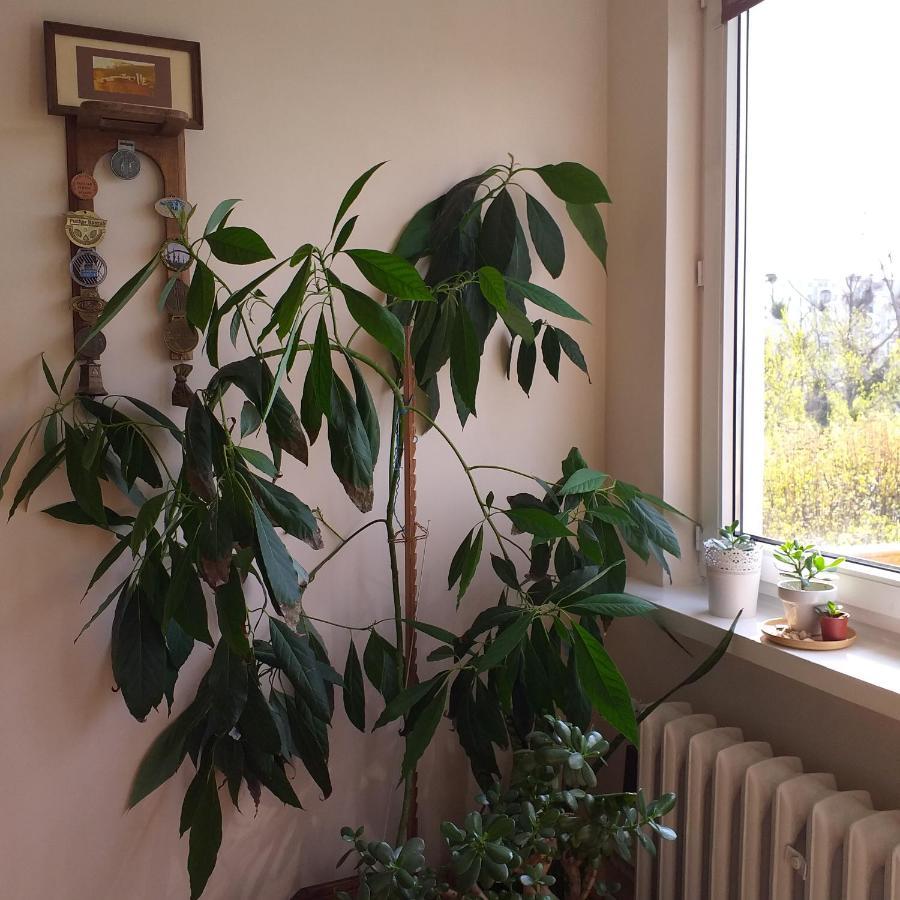Apartment Wakacje Nad Morzem *