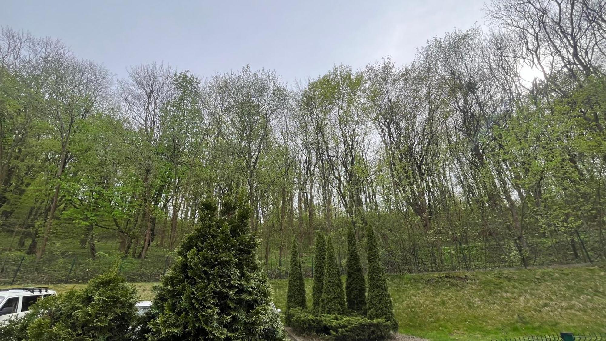 Leilighet Forest In The City *