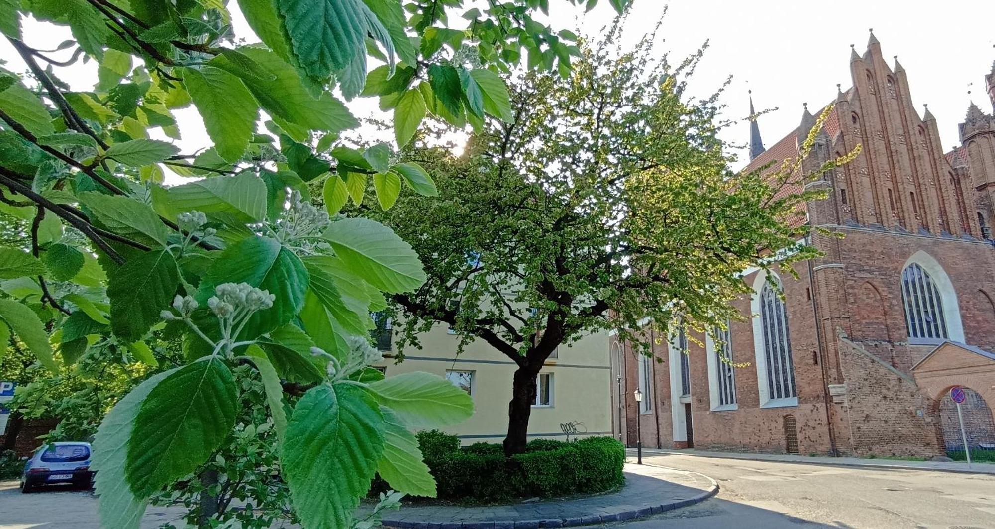 Katarzynka Stare Gdańsk