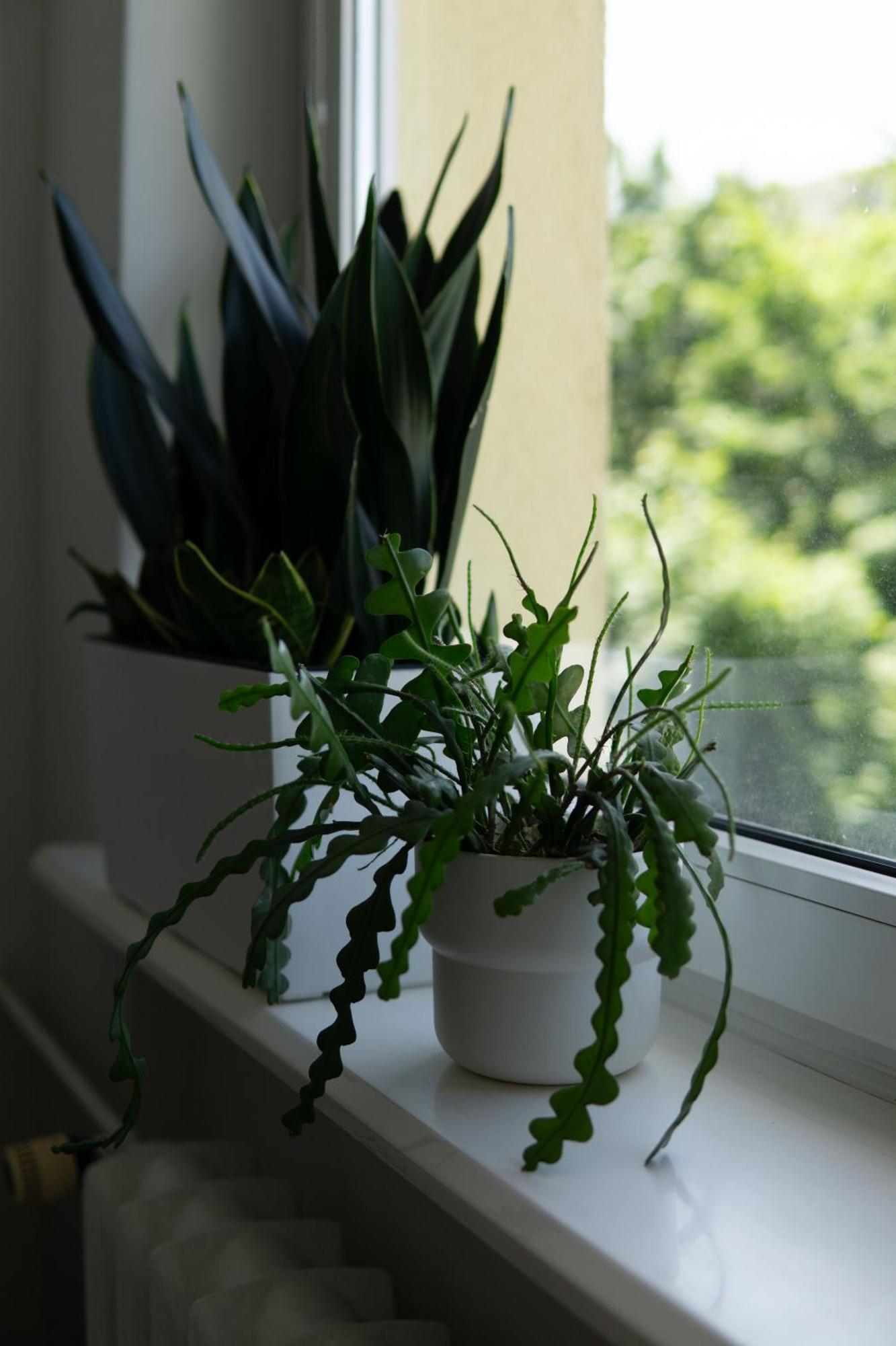 Leilighet Roomsy Pomorska