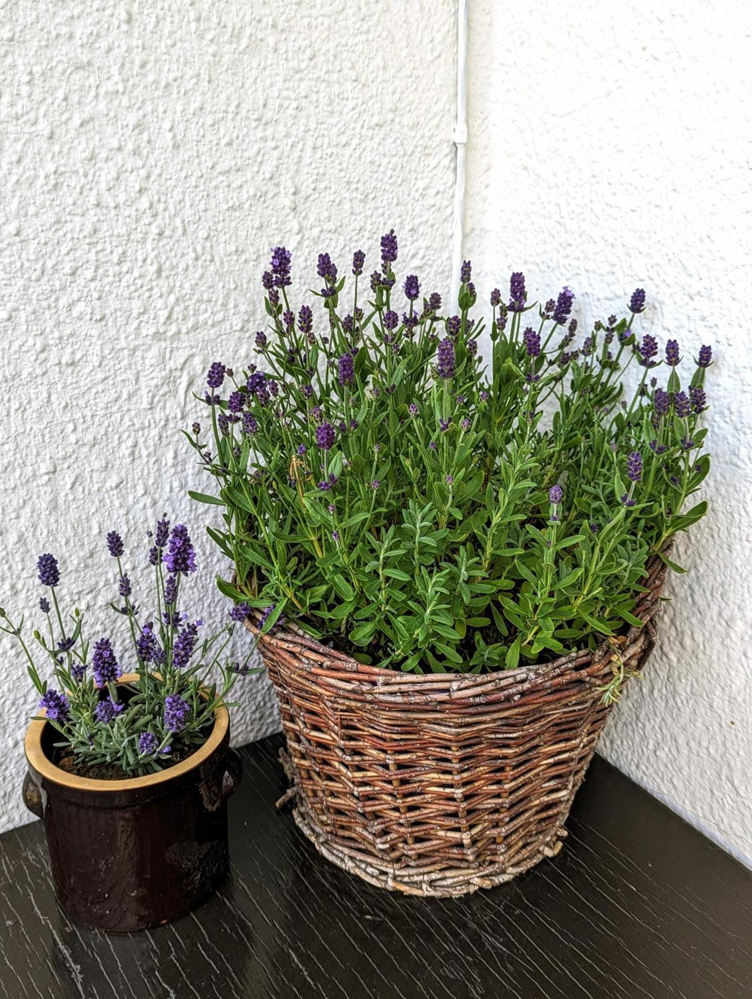 Apartament Zacisze *