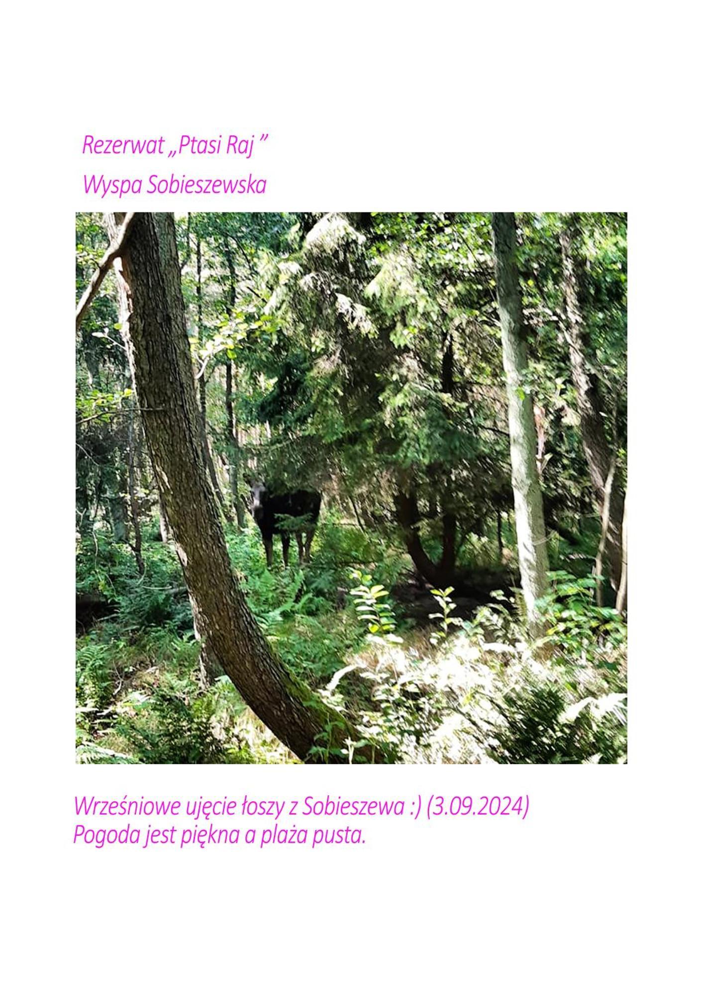 Sunny Place: Baltic With Garden On Sobieszewska Island *