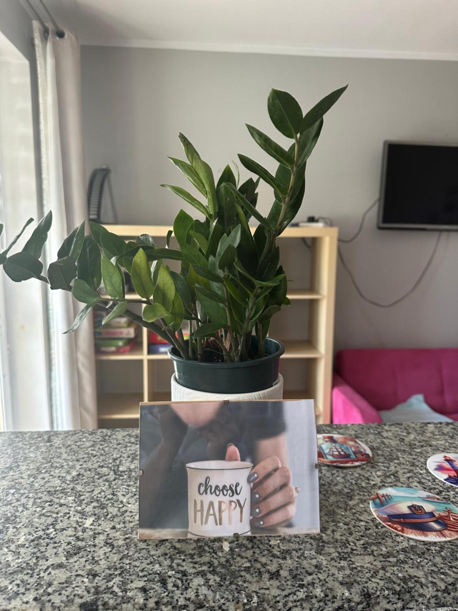 Leilighet Przytulne Mieszkanie Cosy Gdańsk