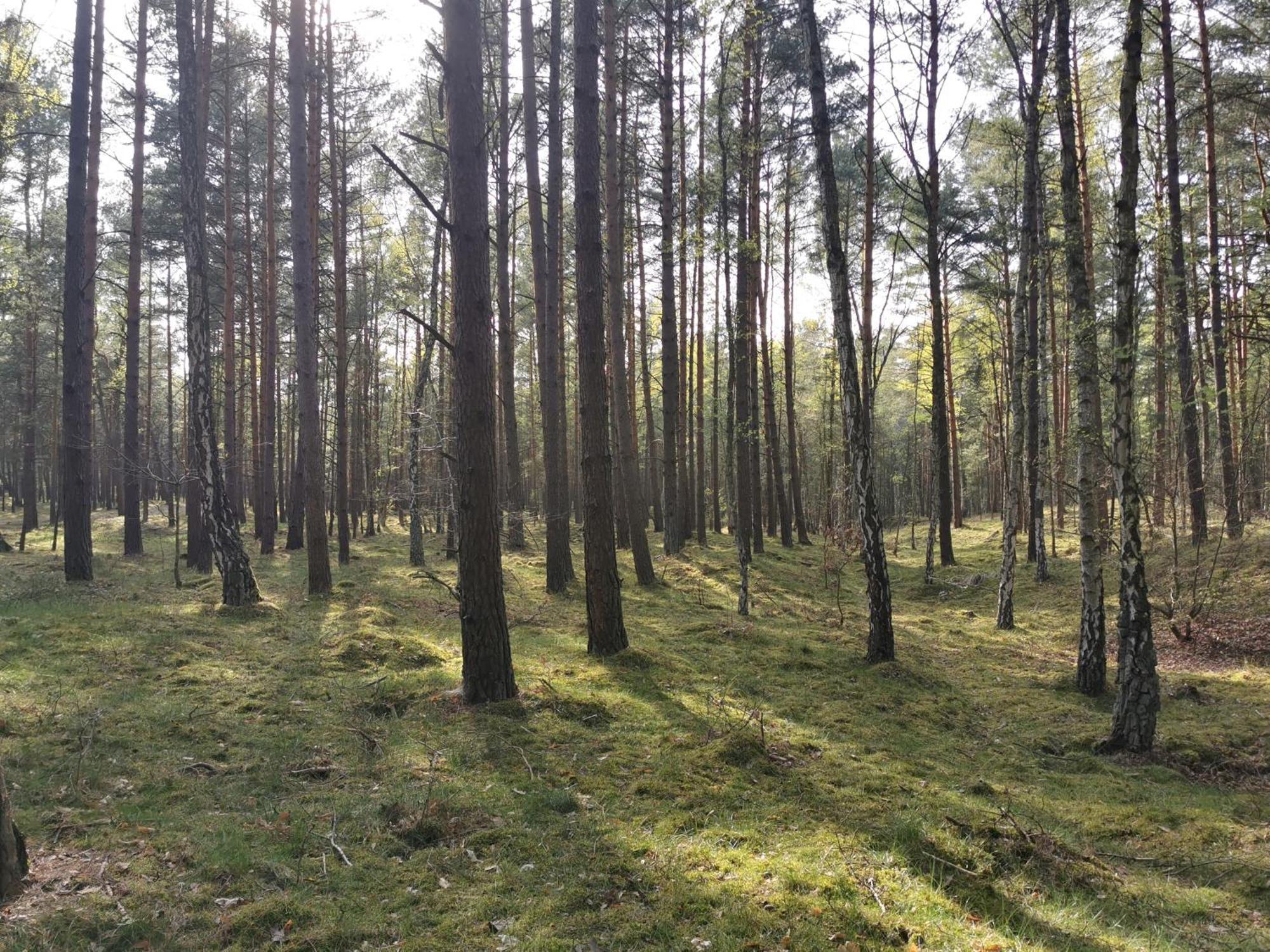 Boso Po Plazy M&k Sobieszewo - * Gdańsk